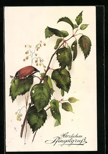 AK Maikäfer labt sich an Birkenblättern, Pfingstgruss