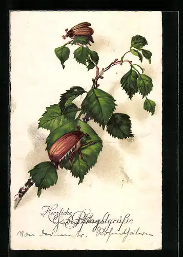 AK Zwei Maikäfer auf Birkenblättern, Pfingstgruss