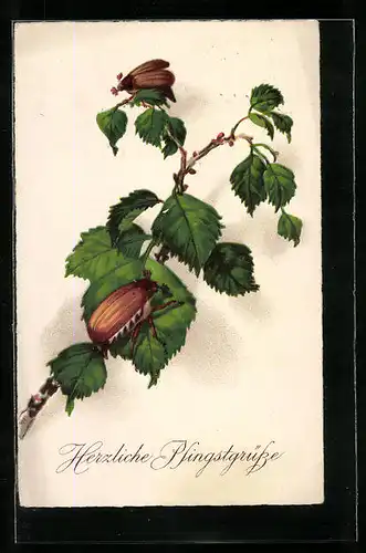 AK Zwei Maikäfer auf Birkenblättern, Pfingstgruss