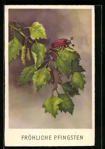 AK Maikäfer auf hängendem Birkenzweig, Pfingstgruss