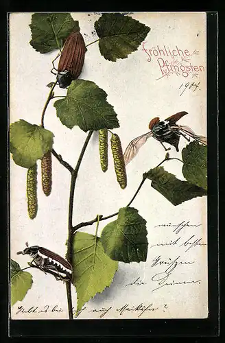 AK Maikäfer krabbeln auf einem Zweig, Pfingstgruss