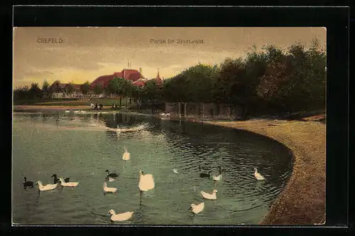 AK Krefeld, Partie im Stadtwald