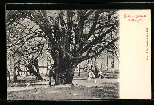 AK Stubbenkammer, Herthabuche
