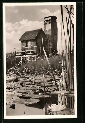 AK Buchau a. F., die Beobachtungsstation der Vogelwarte Radolfzell, Aussenstelle Federsee