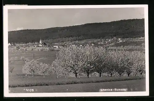 AK Lhenice-Sumava, Celkovy Pohled