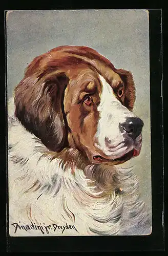 Künstler-AK Ermenegildo Carlo Donadini: Bernhardiner mit treuem Blick