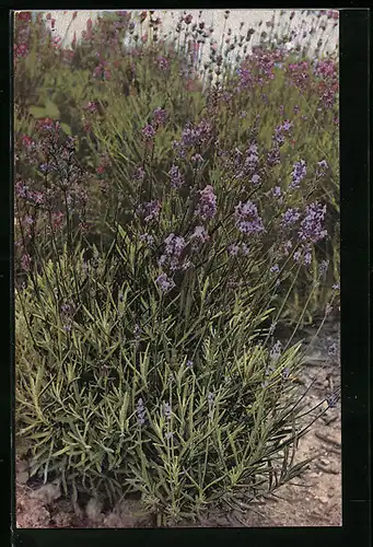 AK Serie Unsere Heilpflanzen, Lavendel