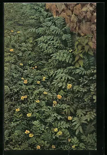 AK Serie Unsere Heilpflanzen, Gänsefingerkraut