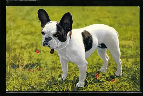 AK Französische Bulldogge auf einer Wiese