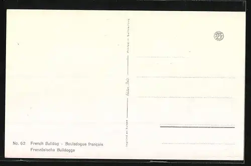 AK Französische Bulldogge auf einer Wiese
