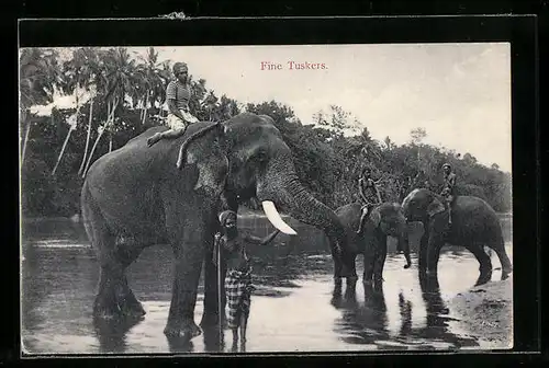AK Ceylon, Arbeitselefanten bei der Rast im Fluss