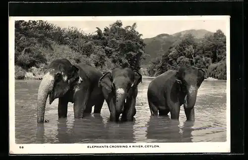 AK Ceylon, Elephants Crossing A River