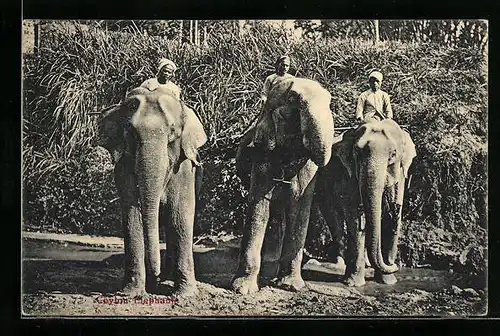 AK Ceylon, Arbeitselefanten mit Wärtern auf dem Rücken