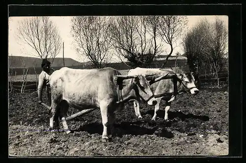 AK Bauer mit Ochsen-Gespann beim Pflügen