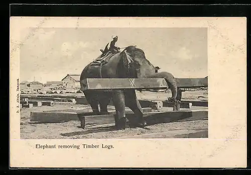 AK Elephant removing Timber Logs