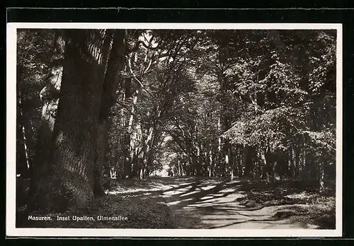 AK Insel Upalten /Masuren, Ulmenallee