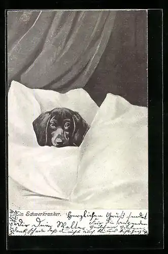 AK Ein Schwerkranker Dackel im Bett