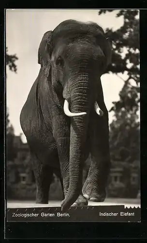 AK Berlin, Indischer Elefant im Zoo