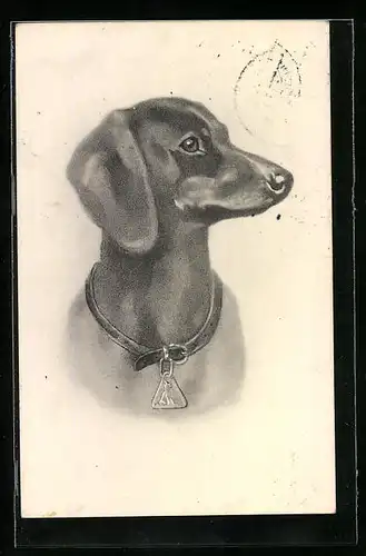 AK Dackel mit Halsband und Hundemarke, Portrait