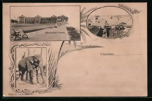 AK Colombo, Galle Face Hotel, Harbour, Elephant