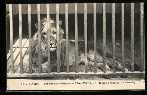 AK Paris, Jardin des Plantes, Lion d`Afrique
