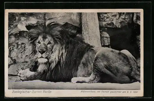AK Berlin, Mähnenlöwe im Zoo