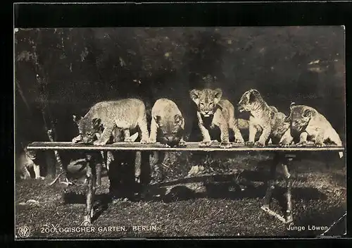 AK Berlin, Junge Löwen auf einer Bank im Zoo