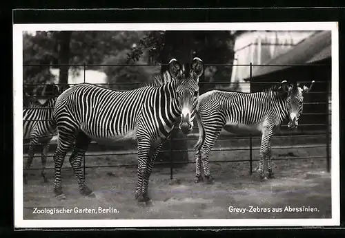 AK Berlin, Grevy-Zebras aus Abessinien im Zoo