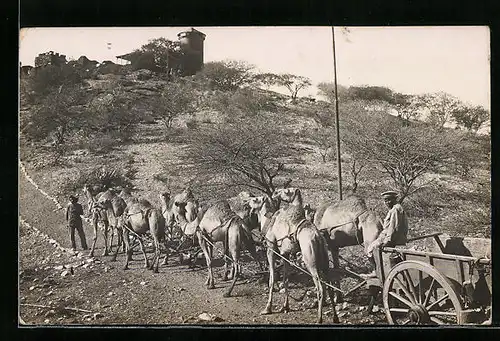 Foto-AK Wagen mit mehreren eingespannten Kamelen