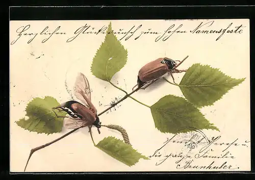 AK Maikäfer in Lebensgrösse auf einem Birkenzweig