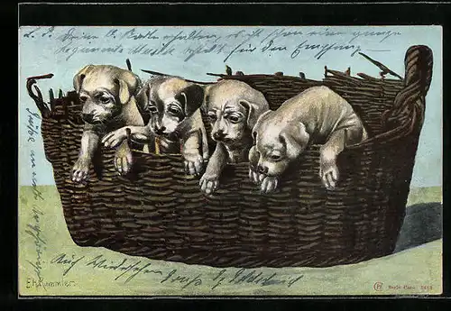 AK Grosser Korb mit Hundewelpen