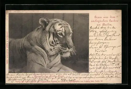AK Berlin, Bengalischer Königs-Tiger im Zoo