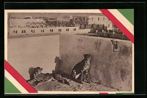 AK Italien, Leoparden in einem Verschlag aus Stein