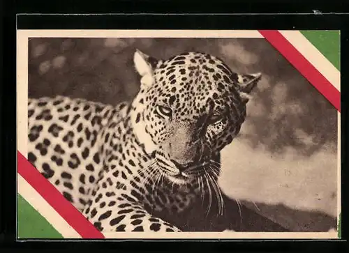 AK Italien, Ein Leopard