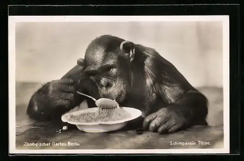 AK Berlin, Schimpansin Titine beim Essen von einem Teller, Zoologischer Garten