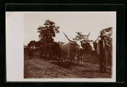 Foto-AK Bauern mit Kuh-Gespann auf einer Landstrasse