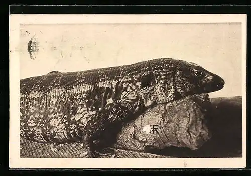 AK Teju mit einem Baumstamm