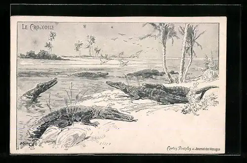 AK Krokodile am Ufer eines Gewässers
