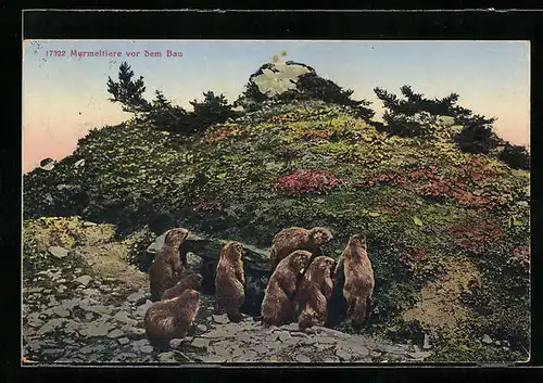 AK Murmeltiere vor ihrem Bau