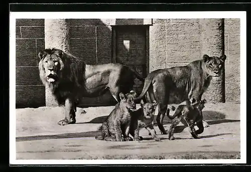 AK München, Löwenfamilie im Tierpark Hellabrunn