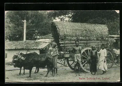 AK Ceylon, Native Bullock Cart