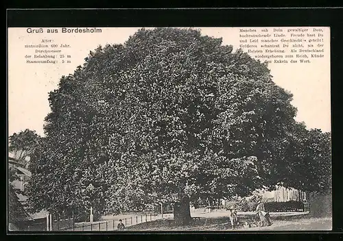 AK Bordesholm, 600 Jahre alte Linide