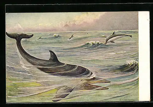 AK Delphine im Wasser, Meinholds Tierbild