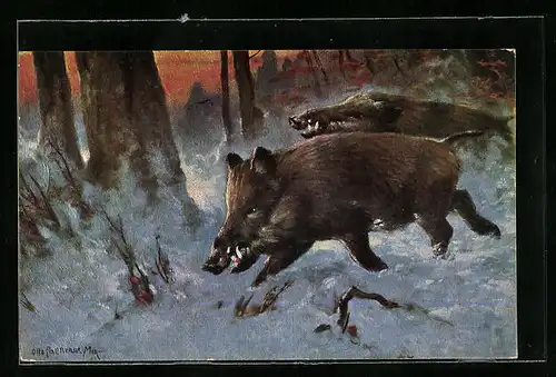 AK Zwei Eber im winterlichen Wald