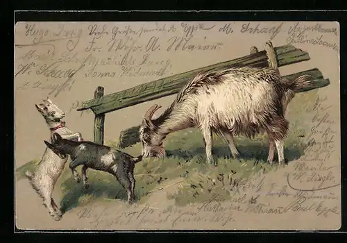 Lithographie Ziegenmutter und zwei kleine Ziegenböcke