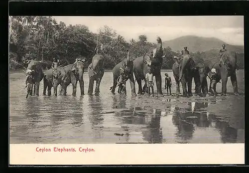 AK Ceylon, Arbeitselefanten am Wasser