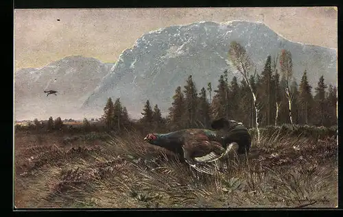 Künstler-AK M. Müller jun.: Balzender Auerhahn in Berglandschaft