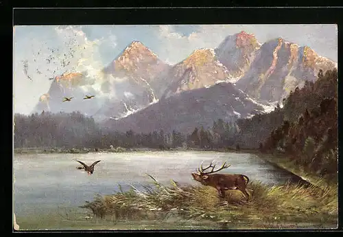 Künstler-AK M. Müller jun.: Röhrender Hirsch und Flugente am See