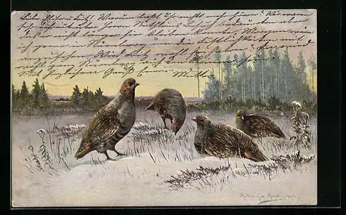 Künstler-AK M. Müller jun.: Rebhühner im Winter