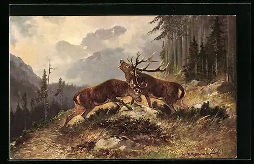 Künstler-AK M. Müller jun.: Zwei Hirsche kämpfen um ihren Rang